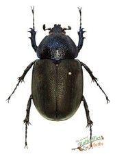 Chalcosoma Atlas Black Beetle