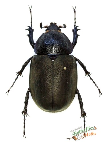 Chalcosoma atlas black - black, beetle