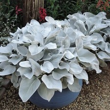 Large senecio angel wings - angel,