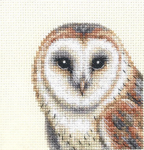 Barn owl bird - owl,, counted