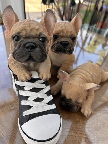 French bulldog puppy - french,