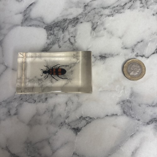 National geographic bugs - geographic,
