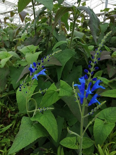 Salvia blue butterflies - x3,