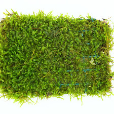 Java Moss Mats Vesicularia