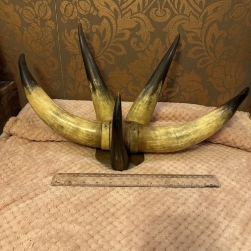 Vintage cow horns - ,