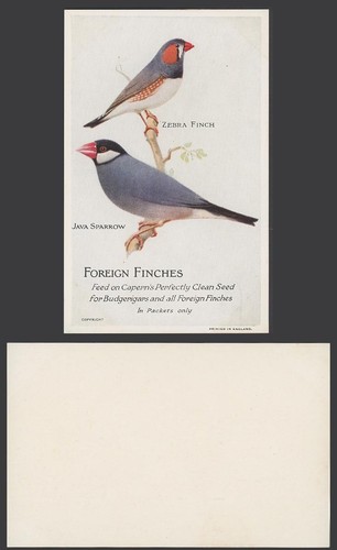 Foreign finches zebra finch - finches,