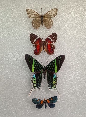 Urania leilus moth and - leilus,,