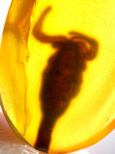 Burmese burmite cretaceous - burmite,