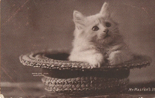 Vintage kitten cat postcard - vintage,