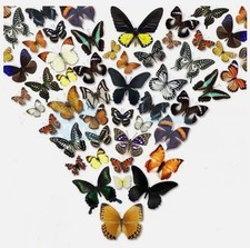 20pcs（Butterfly species with