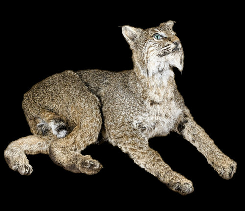 Blue eyed bobcat taxidermy - bobcat,