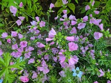 Musk Mallow, Malva moschata