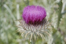 ONOPORDUM ACANTHIUM SCOTTISH