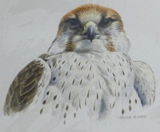 Trevor Boyer (b. 1948) - Original Watercolour Painting - Lanner Falcon. Birds.