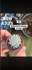 Succulent  collection x 5 all