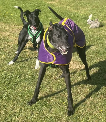 Purple greyhound coat new - purple,