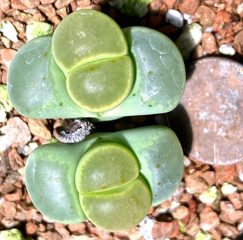 Mesemb plant lithops dinteri - plant,