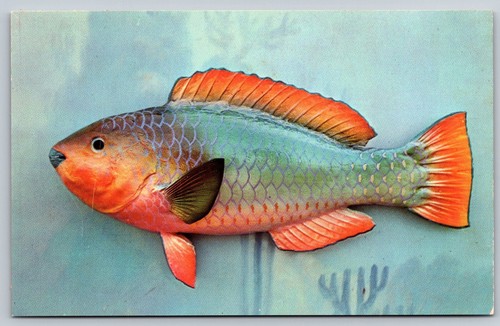 Postcard rainbow parrot fish - parrot,