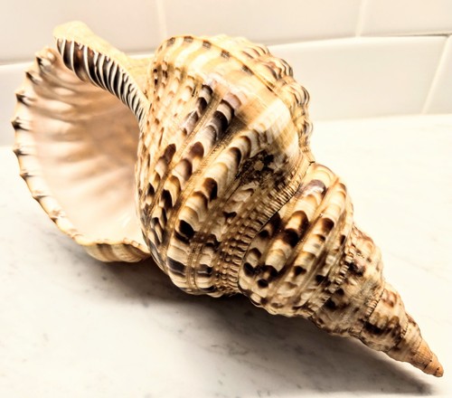 Rare triton trumpet - trumpet, shell