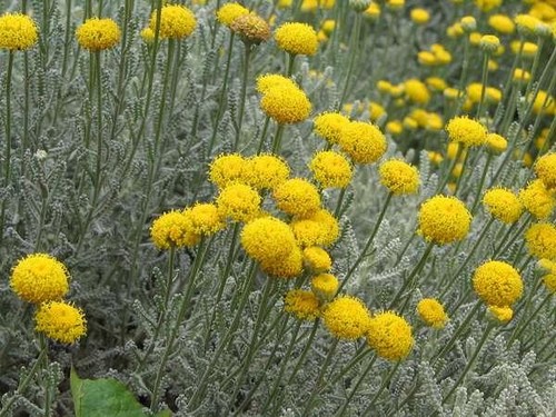 Santolina yellow buttons - 'yellow, buttons'
