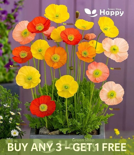 Iceland poppy wind song mix - poppy,