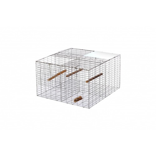 Larsen trap magpie crow with - trap,