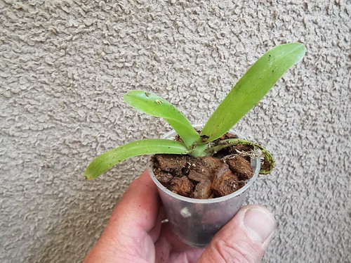 Rare paphiopedilum - rare,