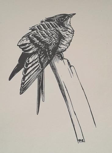 Cuckoo peter scott bird - bird, print