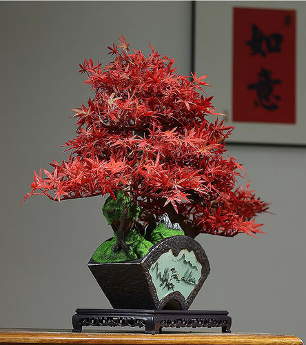 Large japanese red - japanese, maple