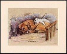 BOXER DOG AND WHITE KITTEN