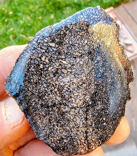 Utah dinosaur bone - utah,
