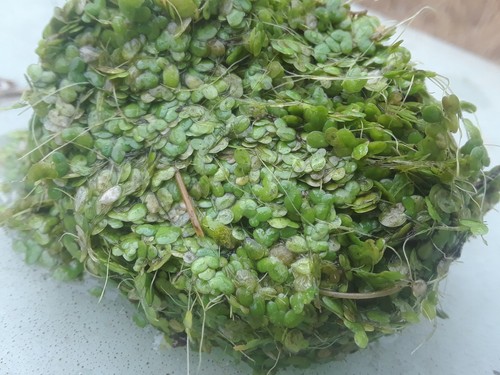 500 duckweed for koi fish - duckweed,