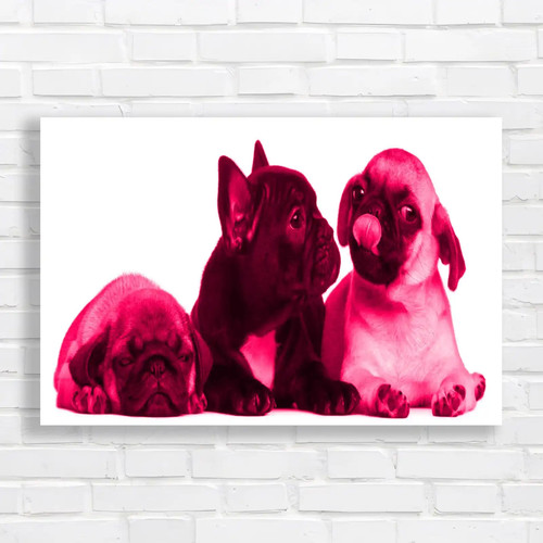 Adorable french bulldog pug - bulldog,