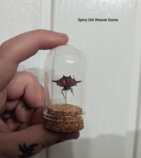 Spiny Orb Weaver Dome, Skulls