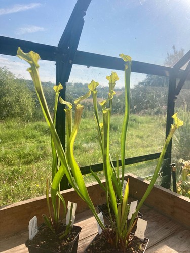 Live sarracenia division h25 - live,