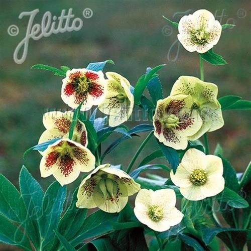 Hellebore single yellow - hellebore,