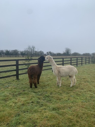 Juliet white huacaya alpaca - juliet's,