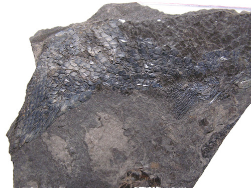 Permian fish fossil - , muse