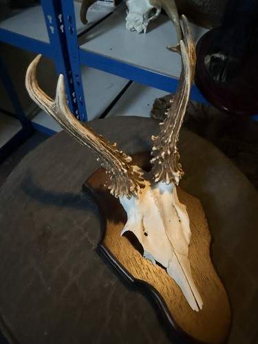 Siberian roe skull - on, shield