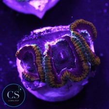 Peanut butter jelly acan - cs, &