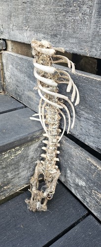 Sheep vertebrae spine bone - sheep,