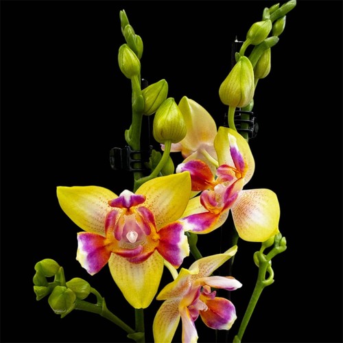 Phalaenopsis hsin venus - i-hsin,