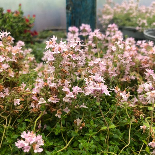 Creeping thyme pink chintz - pink,