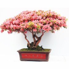 Rhododendron schlippenbachii (Royal Azalea) 20 Tree Seeds •RARE Bonsai Garden UK
