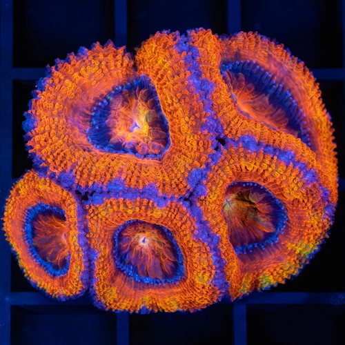 Orange acan coral combined - acan,