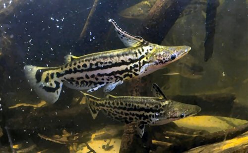 Duckbill catfish - duckbill, –