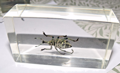 Taxidermy bugs insect - bugs/,