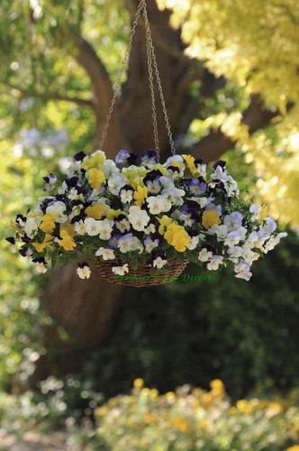 Pansy trailing winter - pansy,