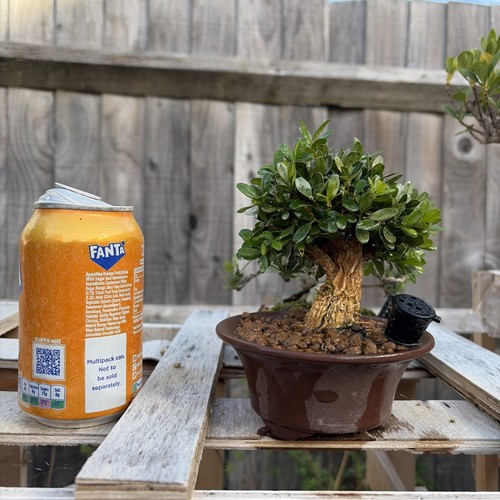 Boxwood bonsai tree - bonsai,