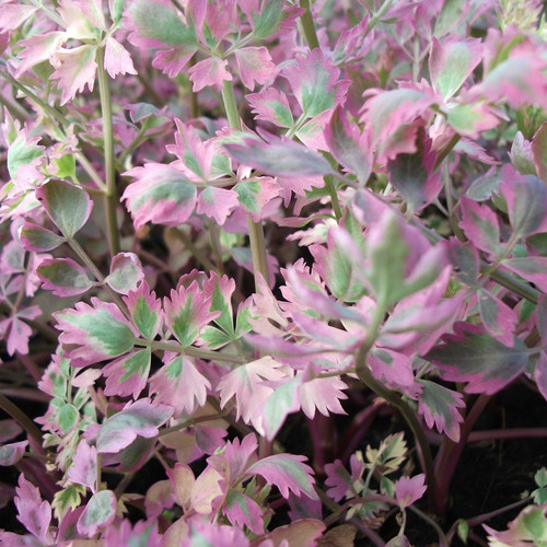 Plants suitable for - plants,